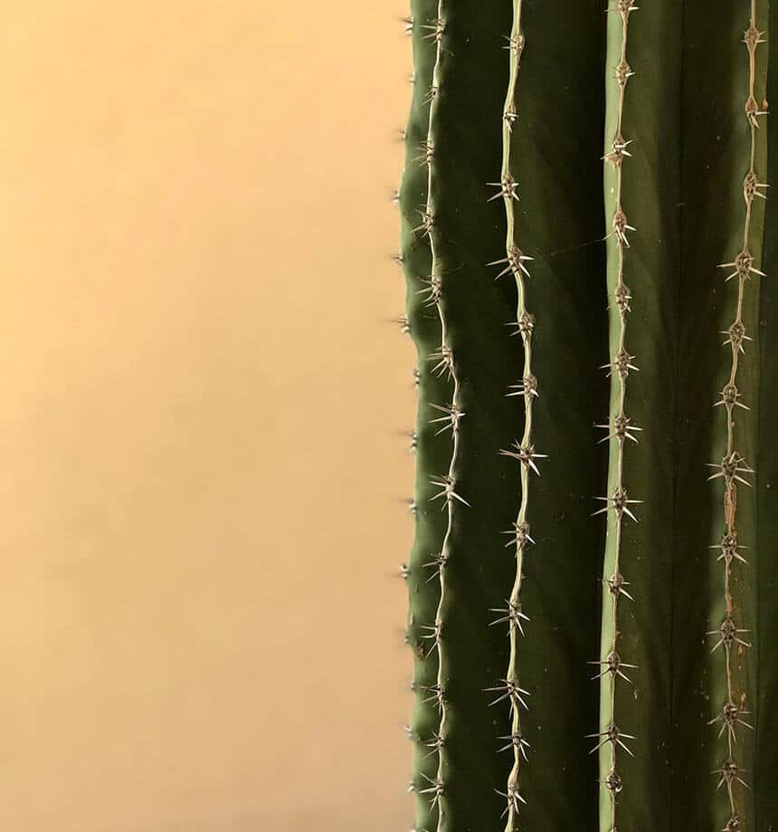 Detail of a thorned cactus plant near Tempe, Arizona