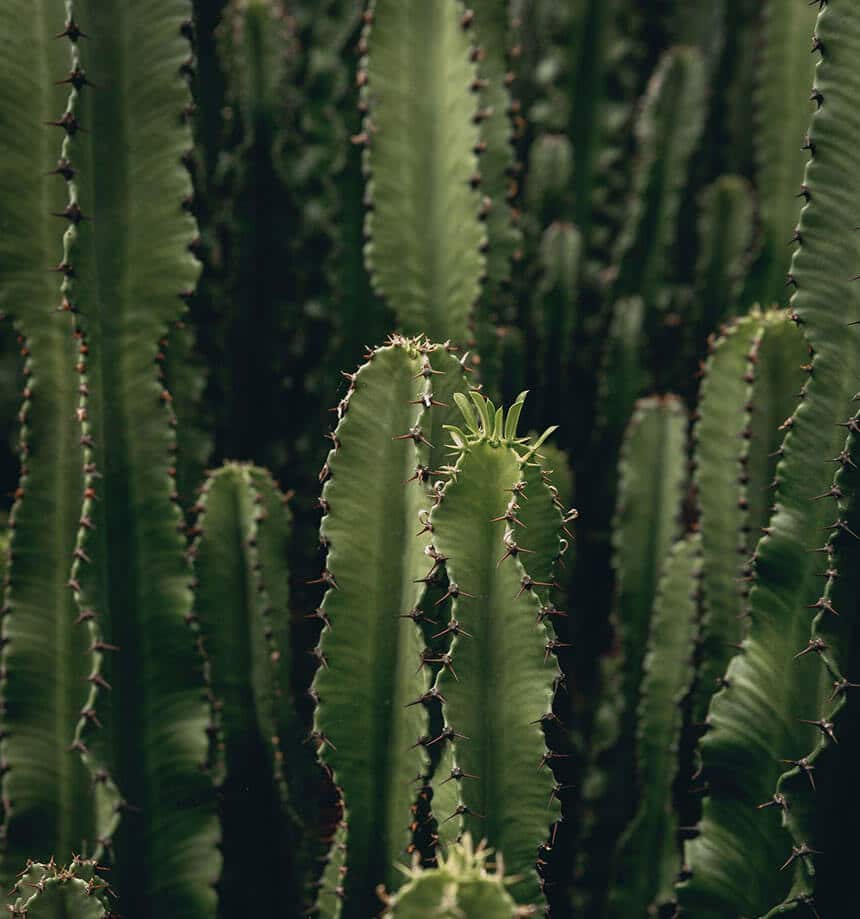 Green large cactus plants